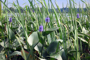 Purple Pickerel