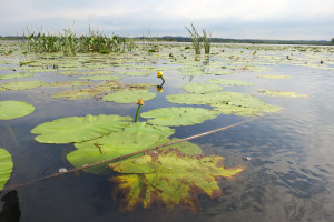 Water Lilies