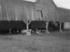 "Photos of the Barnyard, Aug '65"